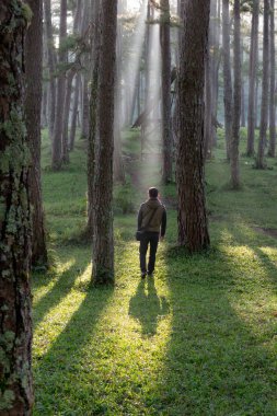A lonely man discover in the pine forest with magic of the sunlight, sunrays, green grass at the sunrise. Best of landscape picture use for advertising, tourist, travel, design and more clipart