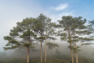 En yüksek dağ, yoğun sis kapağı Dağları ile arka plan mavi gökyüzü, temiz hava vardır ve şafakta sis