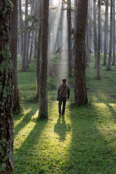 Lonely Man Discover Pine Forest Magic Sunlight Sunrays Green Grass — Stock Photo, Image
