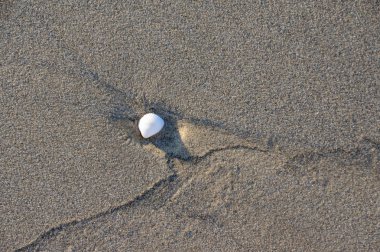 Küçük Salyangoz kabuğu deniz kenarı deniz kum arka plan ile. Reklam, fikir, tasarım, soyut resimleri kullanma...