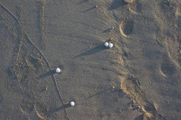 Небольшой Городок Ракушка Берегу Фоне Морского Песка Использование Изображений Рекламы — стоковое фото