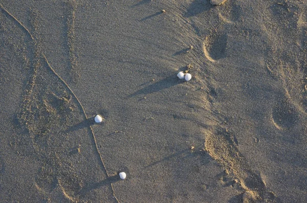 Petit Escargot Coquille Sur Côte Avec Fond Sable Marin Utilisation — Photo