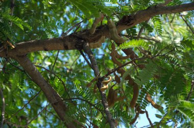 Güzel yeşil demirhindi yaprak, demirhindi meyve mavi gökyüzü arka plan ile güneş ışığı altında