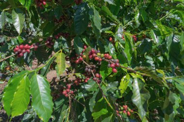 kahve kahve çiftlik, mocha ve catimor tesisi olgun çilek. Fotoğraf kullanımda reklam, tasarım, pazarlama