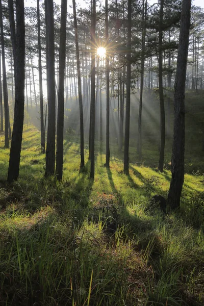 Floresta Pinheiros Com Magia Luz Solar Raios Sol Grama Verde — Fotografia de Stock