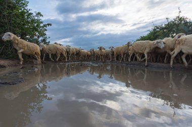 koyun veya kuzu kuru arazi, resim kullanmak baskı, reklam, tasarım ve daha fazlası için çiftlikte yaşamak