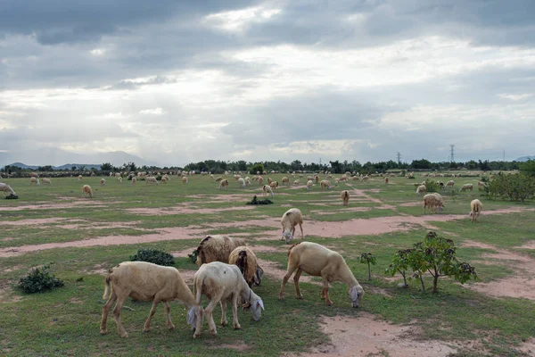 Ovejas Corderos Viven Granja Tierra Seca Uso Imágenes Para Impresión — Foto de Stock