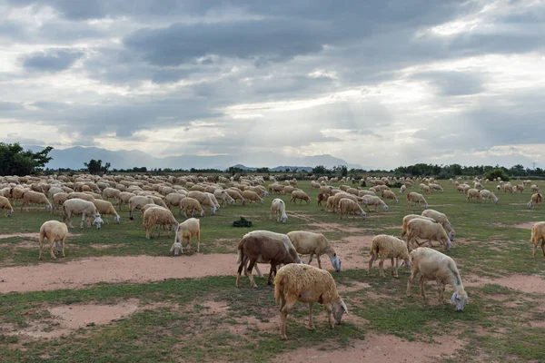 Ovejas Corderos Viven Granja Tierra Seca Uso Imágenes Para Impresión — Foto de Stock