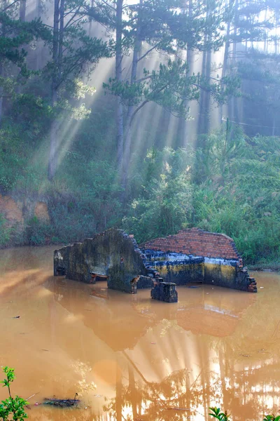 Melhor Foto Natureza Com Raios Sol Luz Solar Floresta Pequenas — Fotografia de Stock