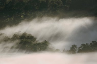Yağmur ormanlarında gündoğumu, yoğun sis, sis ve güneş ışınları ile arka plan