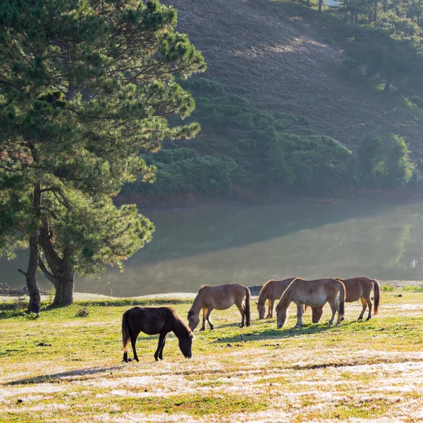 Caballos Salvajes Viven Las Estepas Del Prado Rosado Aún Pura — Foto de Stock