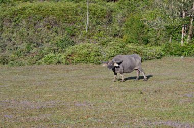 Vahşi buffalo çam ormanda yaşamak, meralar, bozkırlar, agresif ve henüz safkan yaşayan bir alışkanlığı var