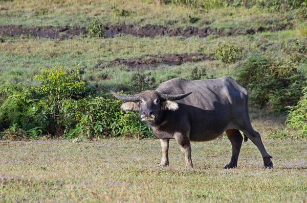 Wild buffalo live in the pine forest, have a habit of living in the grasslands, savannahs, aggressive and not yet thoroughbred