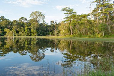 Gölde orman yansıma şafak