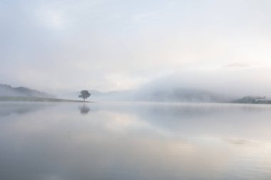 Yalnız çam ağacı yansıma gölde yoğun sis ve sihirli gökyüzü ve bulutlar arka plan ile şafak
