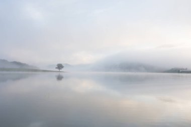Yalnız çam ağacı yansıma gölde yoğun sis ve sihirli gökyüzü ve bulutlar arka plan ile şafak