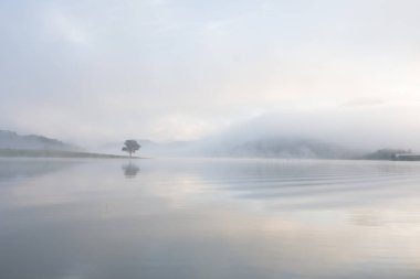 Yalnız çam ağacı yansıma gölde yoğun sis ve sihirli gökyüzü ve bulutlar arka plan ile şafak