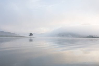 Yalnız çam ağacı yansıma gölde yoğun sis ve sihirli gökyüzü ve bulutlar arka plan ile şafak