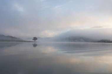 Yalnız çam ağacı yansıma gölde yoğun sis ve sihirli gökyüzü ve bulutlar arka plan ile şafak