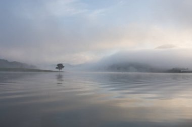 Yalnız çam ağacı yansıma gölde yoğun sis ve sihirli gökyüzü ve bulutlar arka plan ile şafak