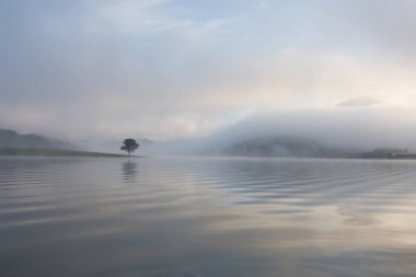 Yalnız çam ağacı yansıma gölde yoğun sis ve sihirli gökyüzü ve bulutlar arka plan ile şafak