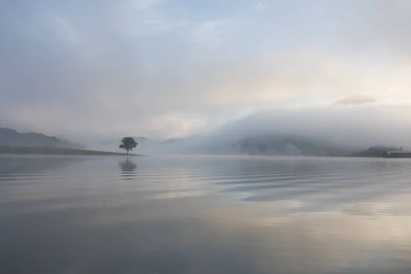 Réflexion Solitaire Pins Sur Lac Aube Avec Brouillard Dense Ciel — Photo