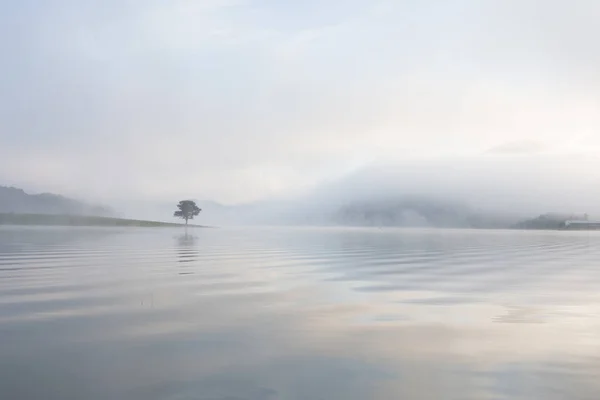 Pinheiro Solitário Reflexão Sobre Lago Amanhecer Com Densa Neblina Céu — Fotografia de Stock