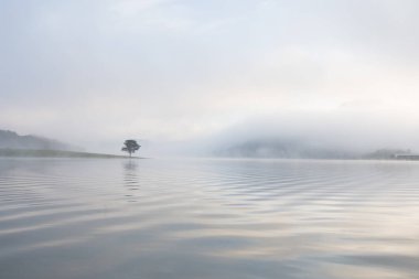 Yalnız çam ağacı yansıma gölde yoğun sis ve sihirli gökyüzü ve bulutlar arka plan ile şafak
