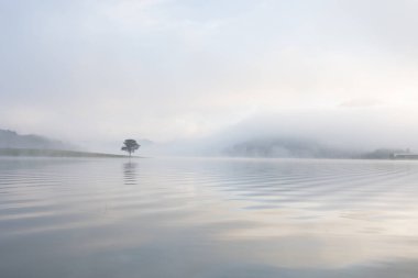 Yalnız çam ağacı yansıma gölde yoğun sis ve sihirli gökyüzü ve bulutlar arka plan ile şafak