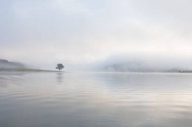 Yalnız çam ağacı yansıma gölde yoğun sis ve sihirli gökyüzü ve bulutlar arka plan ile şafak