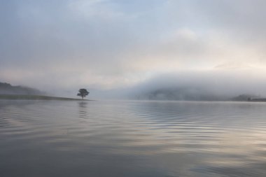 Yalnız çam ağacı yansıma gölde yoğun sis ve sihirli gökyüzü ve bulutlar arka plan ile şafak