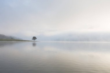 Yalnız çam ağacı yansıma gölde yoğun sis ve sihirli gökyüzü ve bulutlar arka plan ile şafak