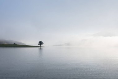 Yalnız çam ağacı yansıma gölde yoğun sis ve sihirli gökyüzü ve bulutlar arka plan ile şafak