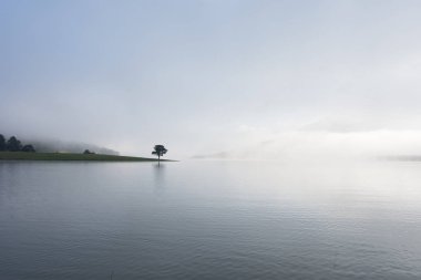 Yalnız çam ağacı yansıma gölde yoğun sis ve sihirli gökyüzü ve bulutlar arka plan ile şafak