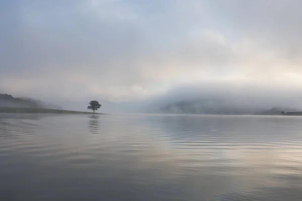 Reflexión Solitaria Pinos Lago Amanecer Con Niebla Densa Cielo Mágico — Foto de Stock
