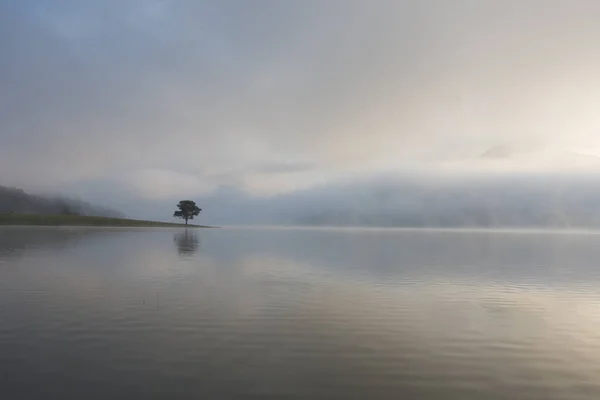 Pinheiro Solitário Reflexão Sobre Lago Amanhecer Com Densa Neblina Céu — Fotografia de Stock