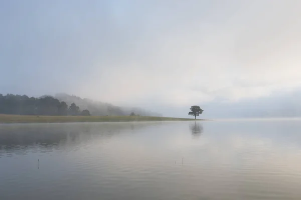 Pinheiro Solitário Reflexão Sobre Lago Amanhecer Com Densa Neblina Céu — Fotografia de Stock