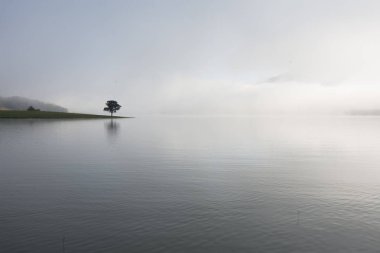 Yalnız çam ağacı yansıma gölde yoğun sis ve sihirli gökyüzü ve bulutlar arka plan ile şafak