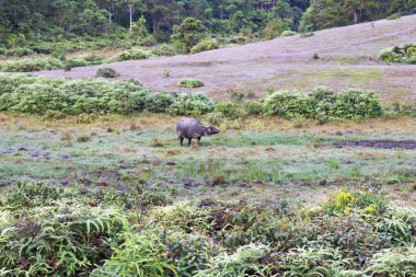 Vahşi buffalo çam ormanda yaşamak, meralar, bozkırlar, agresif ve henüz safkan yaşayan bir alışkanlığı var