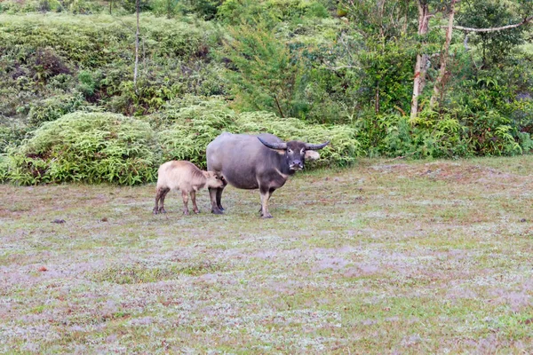 Wild buffalo live in the pine forest, have a habit of living in the grasslands, savannahs, aggressive and not yet thoroughbred