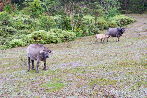 Wild Buffalo Live Pine Forest Have Habit Living Grasslands Savannahs — Stock Photo, Image