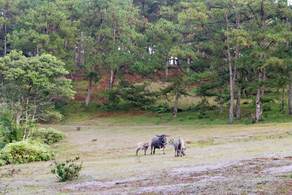 Búfalos Selvagens Vivem Floresta Pinheiros Têm Hábito Viver Nas Pastagens — Fotografia de Stock