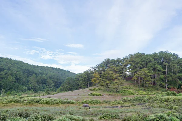 Wilde Büffel Leben Kiefernwald Haben Die Gewohnheit Grasland Leben Savannen — Stockfoto