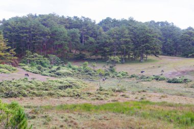 Vahşi buffalo çam ormanda yaşamak, meralar, bozkırlar, agresif ve henüz safkan yaşayan bir alışkanlığı var