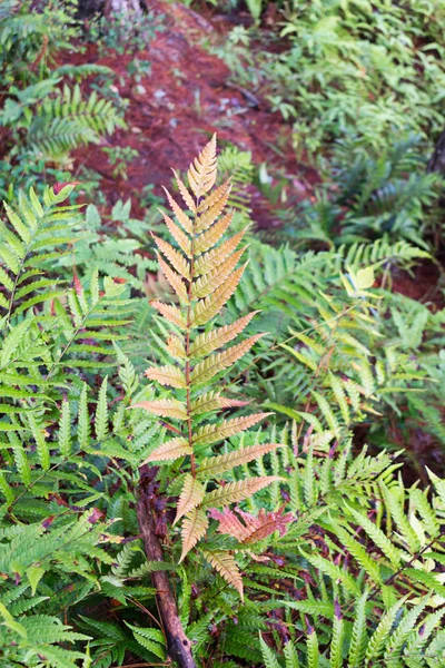 Zöld Háttérrel Erdőben Lévő Páfrány Növény — Stock Fotó