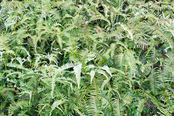 Zelené Pozadí Kapradí Rostliny Pěstované Lese — Stock fotografie