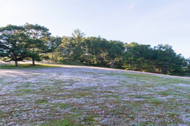 Pembe çayır ve çiğ gündoğumu, çimenlerin üzerinde güzel güneş ışığı