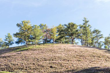 Pembe çayır ve çiğ gündoğumu, çimenlerin üzerinde güzel güneş ışığı