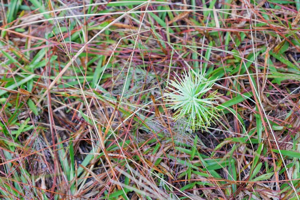 Crescimento Crescimento Mudas Pinheiro Cogumelos Floresta Com Orvalho Grama Nascer — Fotografia de Stock