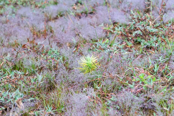 Growth Growth Pine Mushroom Seedlings Forest Dew Grass Sunrise — Stock Photo, Image